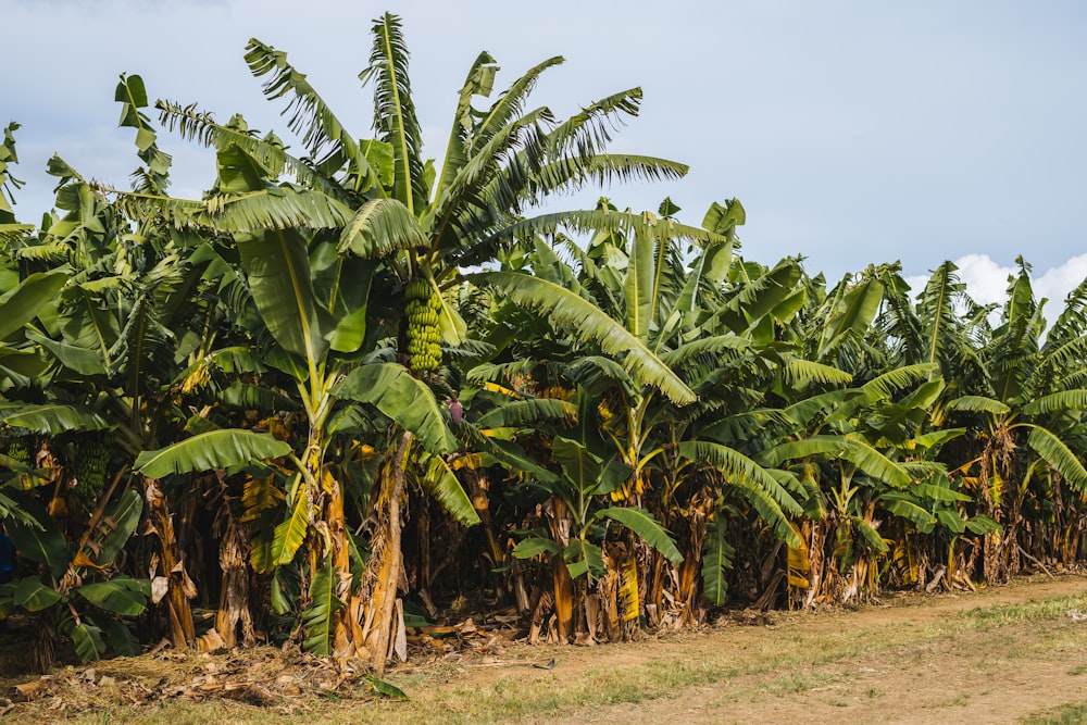 green palm tree on brown field during daytime