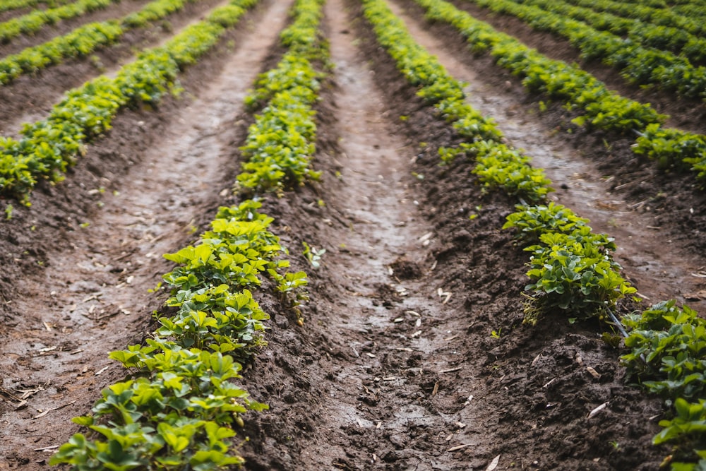 green plants on brown soil