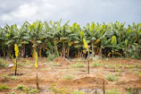 Rows of banana plants stretching across lush fields in East Java under clear sky.