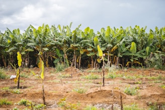 Rows of banana plants stand in a field, with tall green leaves and a cloudy sky in the background. The soil is brown and appears freshly tilled with small seedlings planted in front of the banana plants.