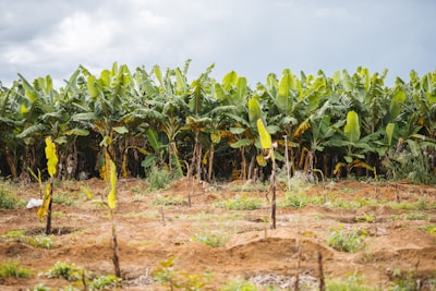 Rows of green plantain plants growing under the Amazon sun.