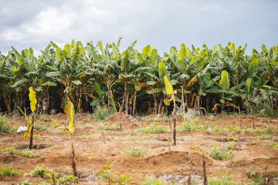Rows of banana plants stand in a field, with tall green leaves and a cloudy sky in the background. The soil is brown and appears freshly tilled with small seedlings planted in front of the banana plants.