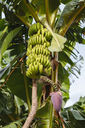 green banana fruit on tree during daytime