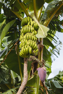 green banana fruit on tree during daytime