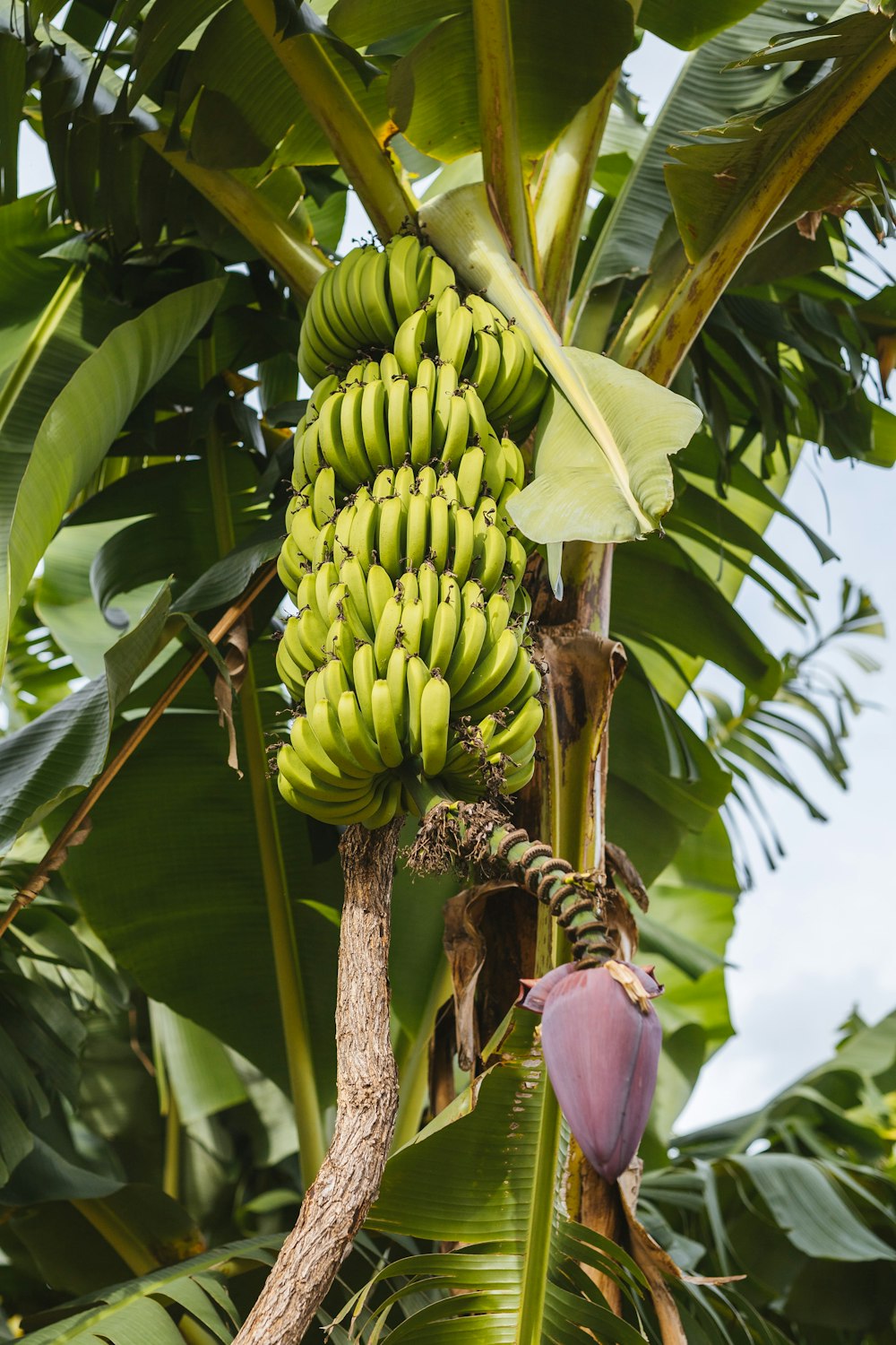 green banana fruit on tree during daytime