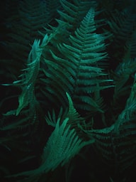 green pine tree leaves in close up photography