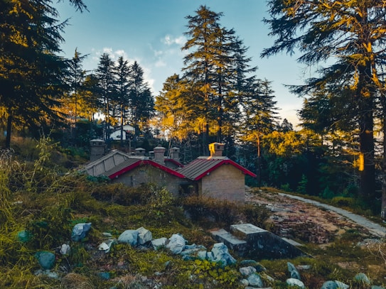 A small, rustic house with a red roof is nestled among tall pine trees in a serene forest setting. The sunlight filters through the trees, casting a warm glow on the scene. There is a stony path leading to the house, surrounded by lush greenery and rocks.