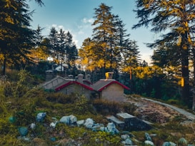 A small, rustic house with a red roof is nestled among tall pine trees in a serene forest setting.