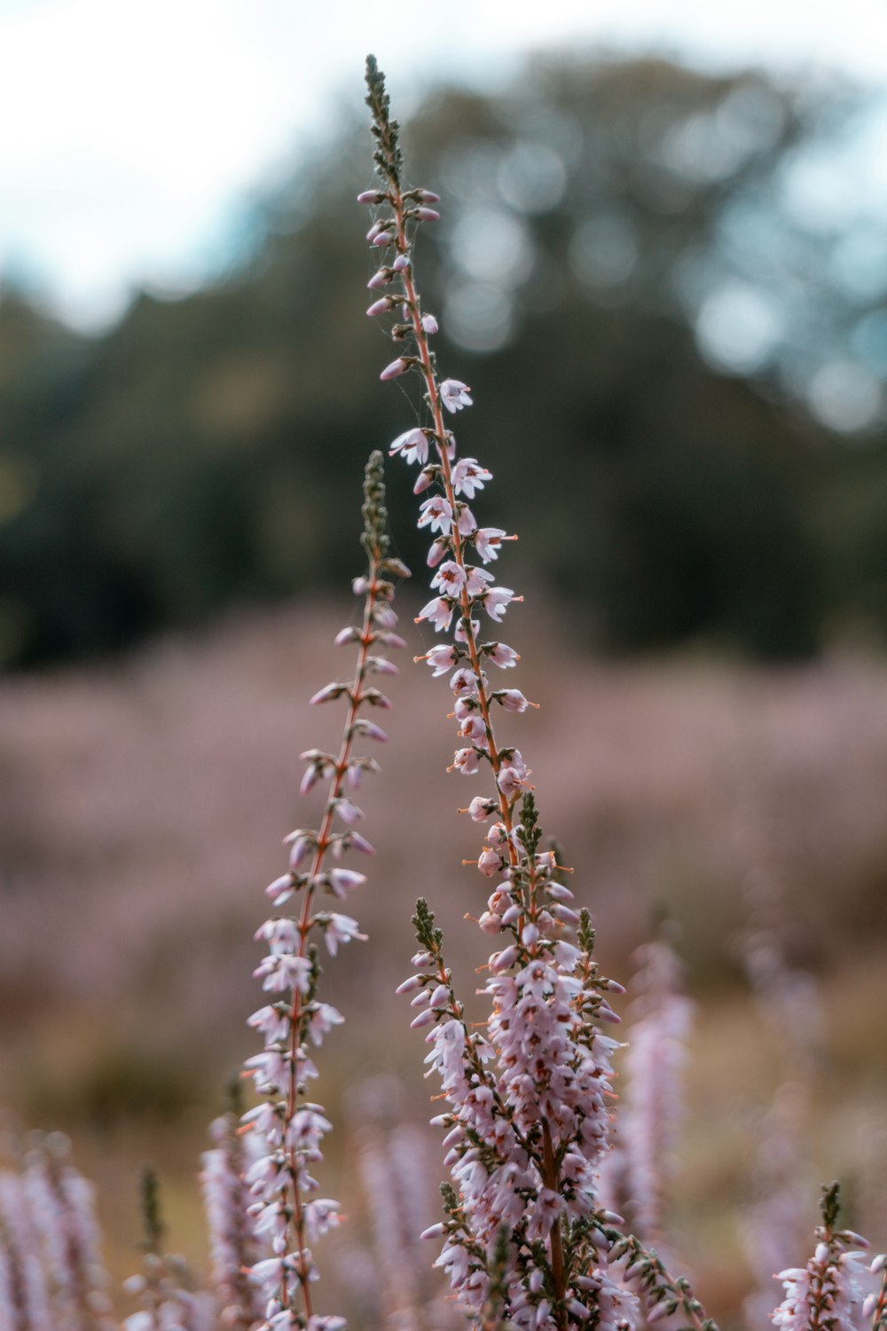 pink and green plant during daytime