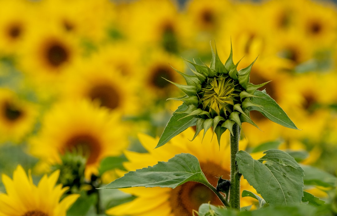 yellow sunflower in close up photography