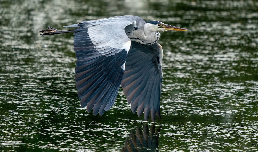 blue and white bird flying over the water