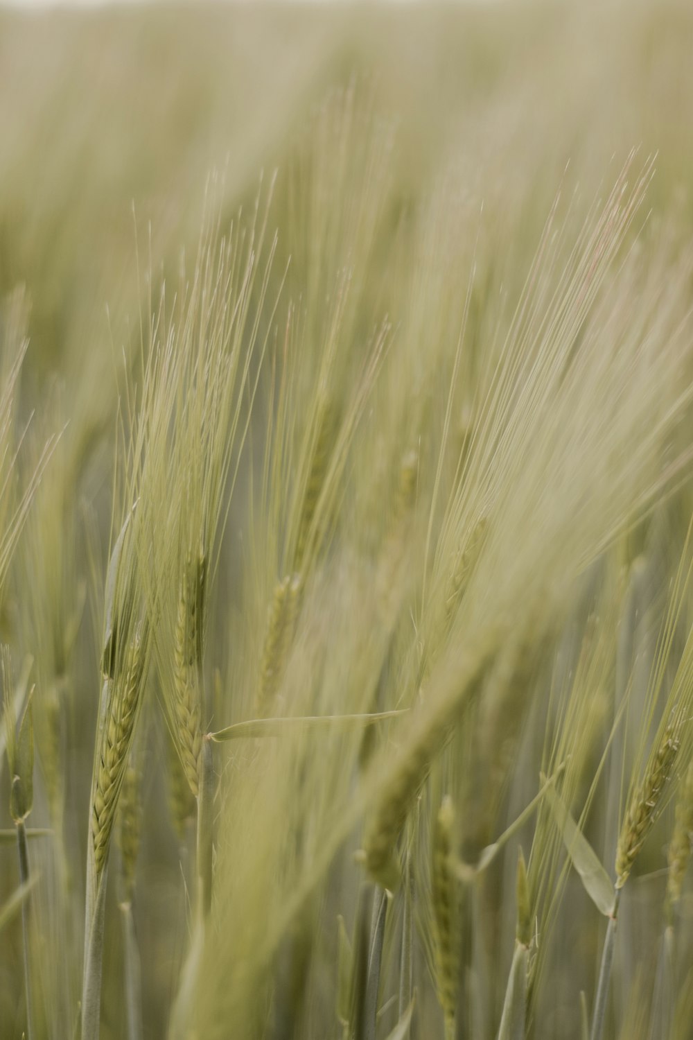 brown wheat field during daytime