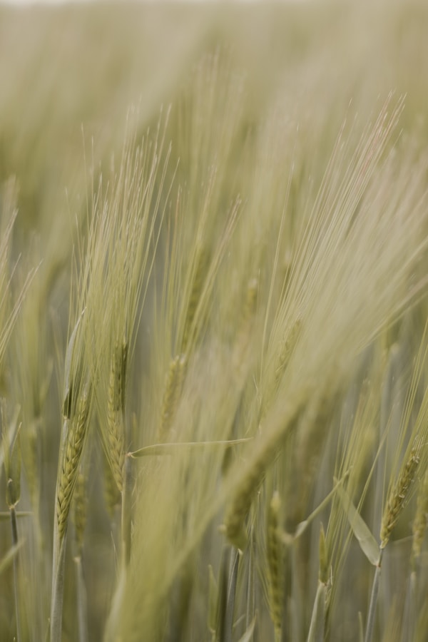 Brown wheat field during daytime