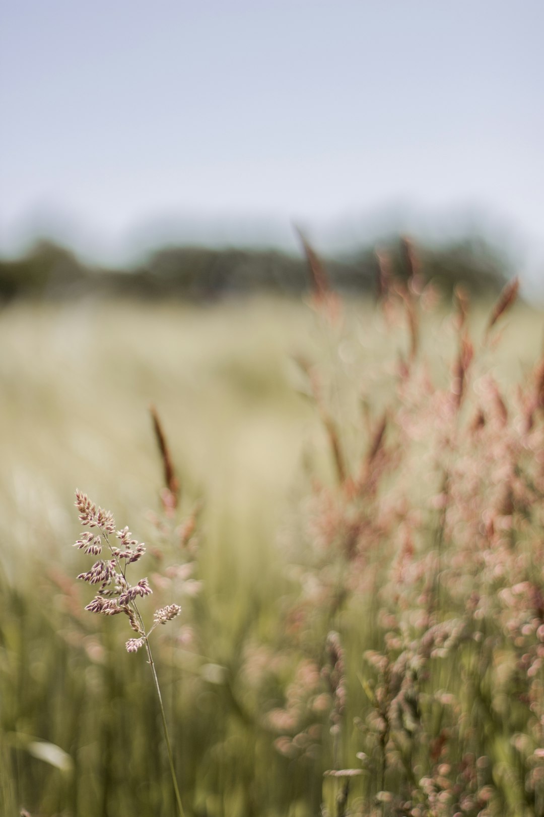 white flower in tilt shift lens