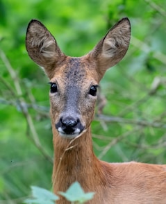 brown deer in green grass during daytime