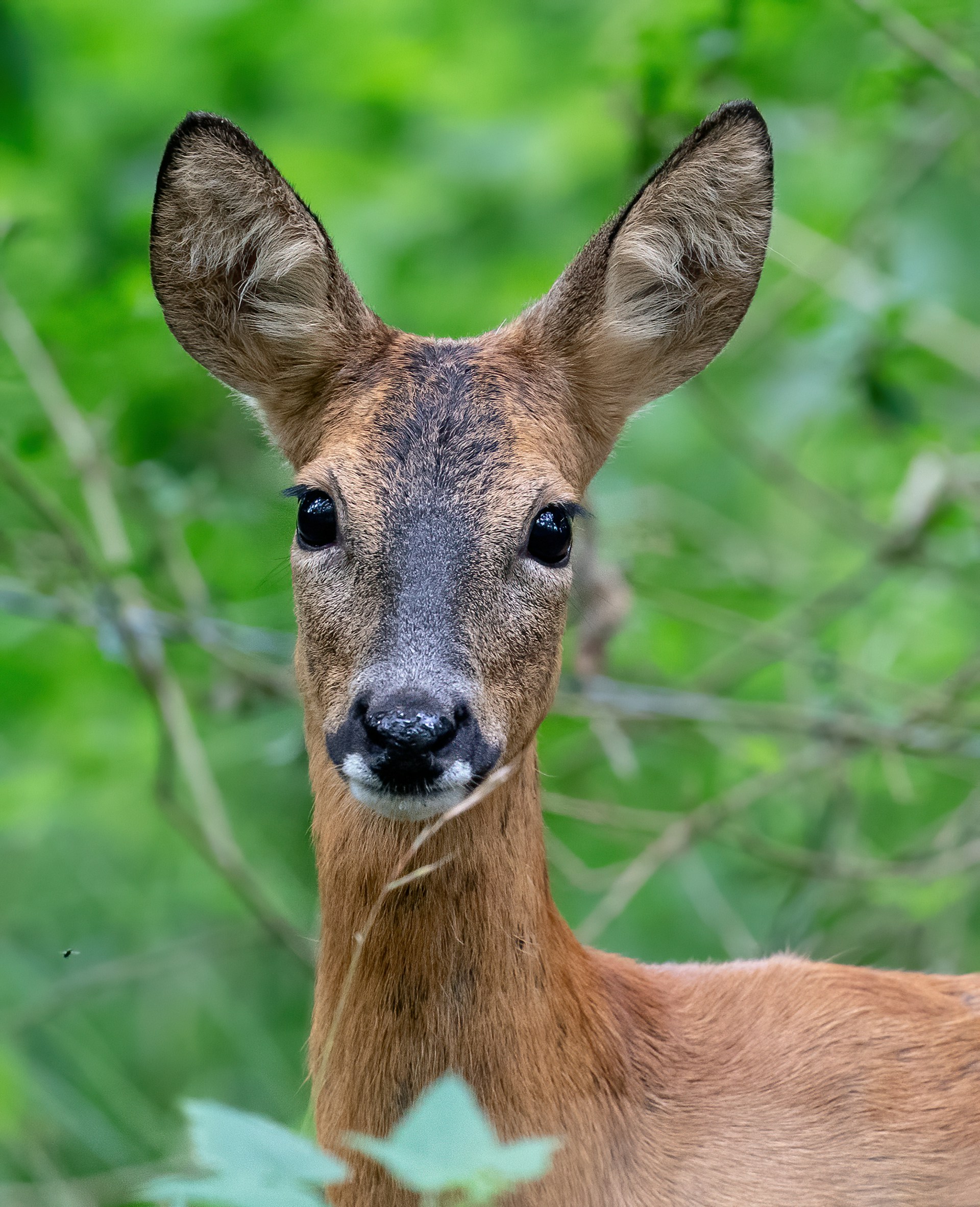 brown deer in green grass during daytime