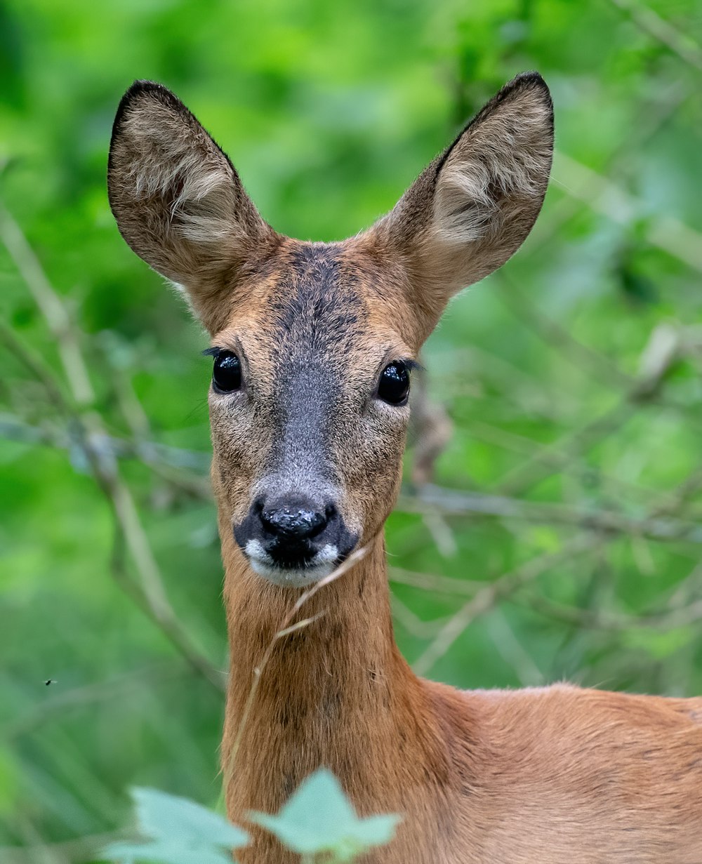 brown deer in green grass during daytime