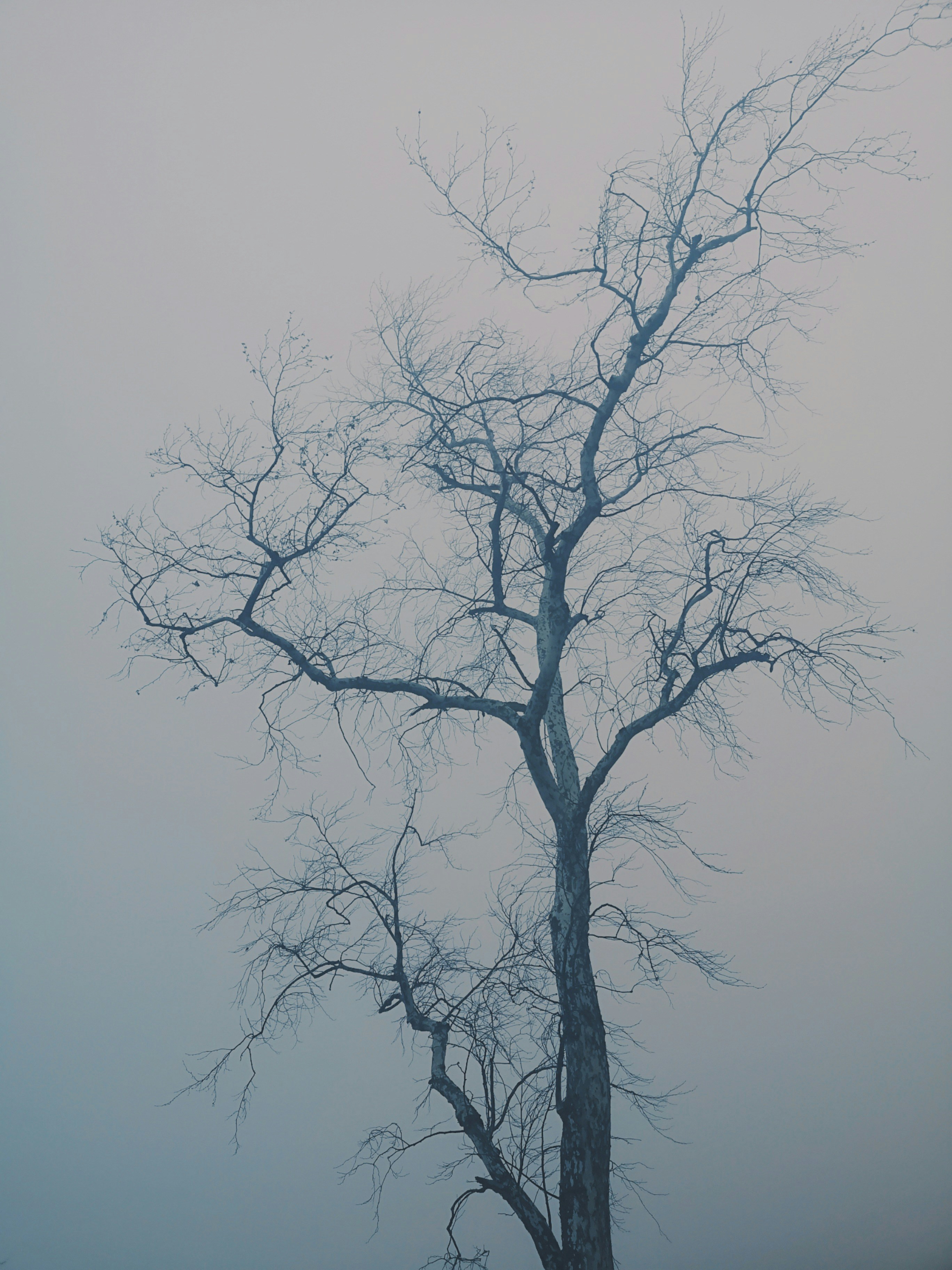 Photo by adaliabotha