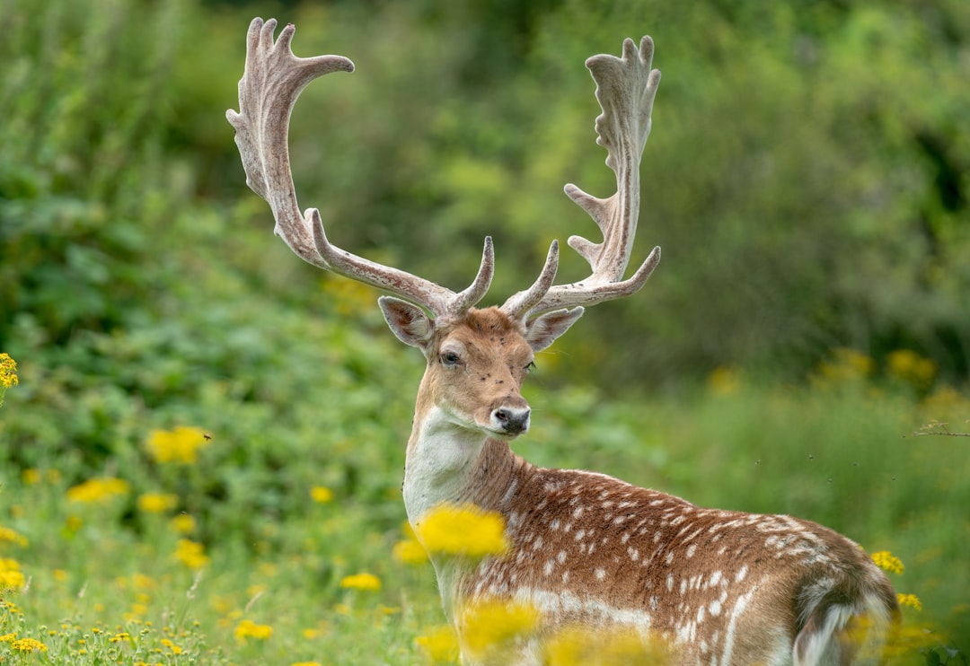 brown deer on green grass during daytime