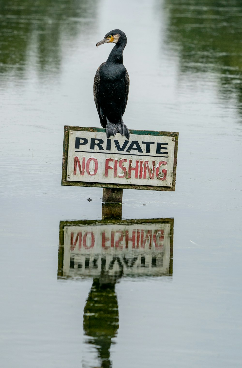 black bird on red and white no smoking sign