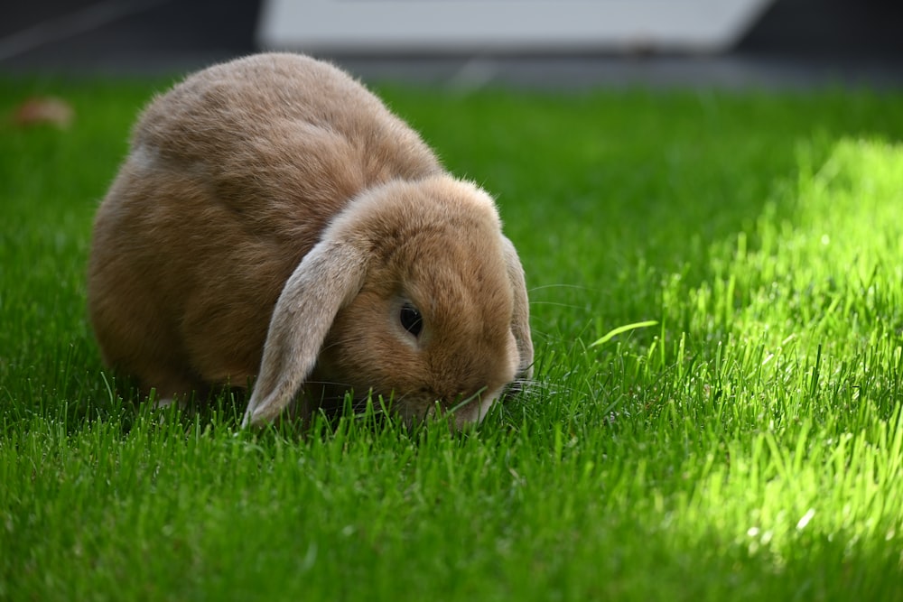 brown rabbit on green grass during daytime