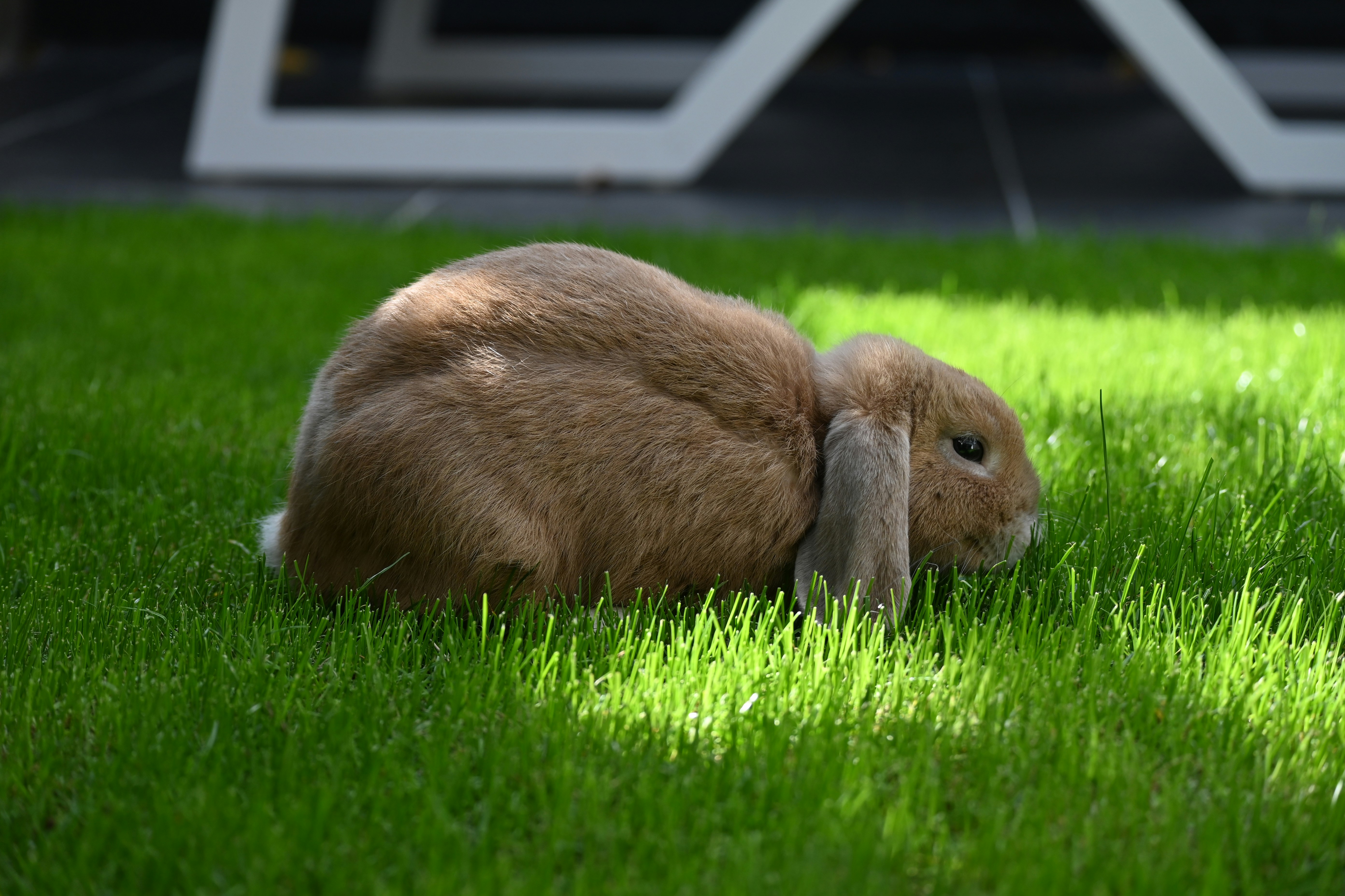 Large hay pile rabbit