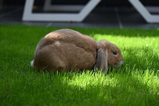 brown rabbit on green grass during daytime