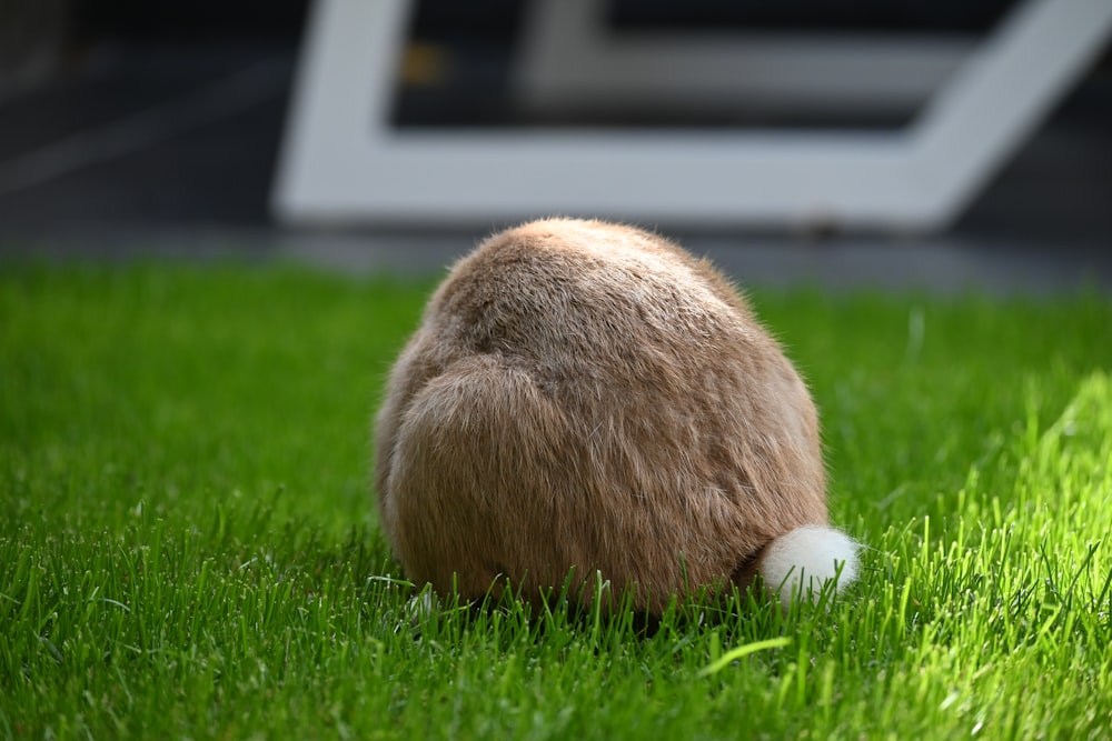 animal brun sur l’herbe verte pendant la journée