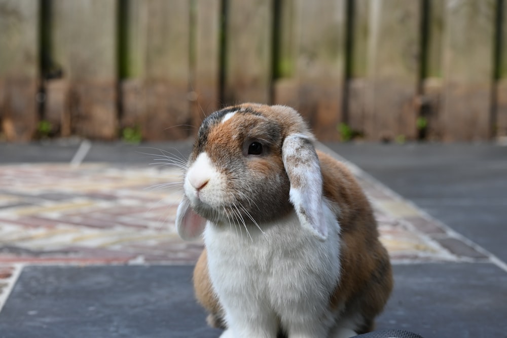 brown and white rabbit on gray concrete floor