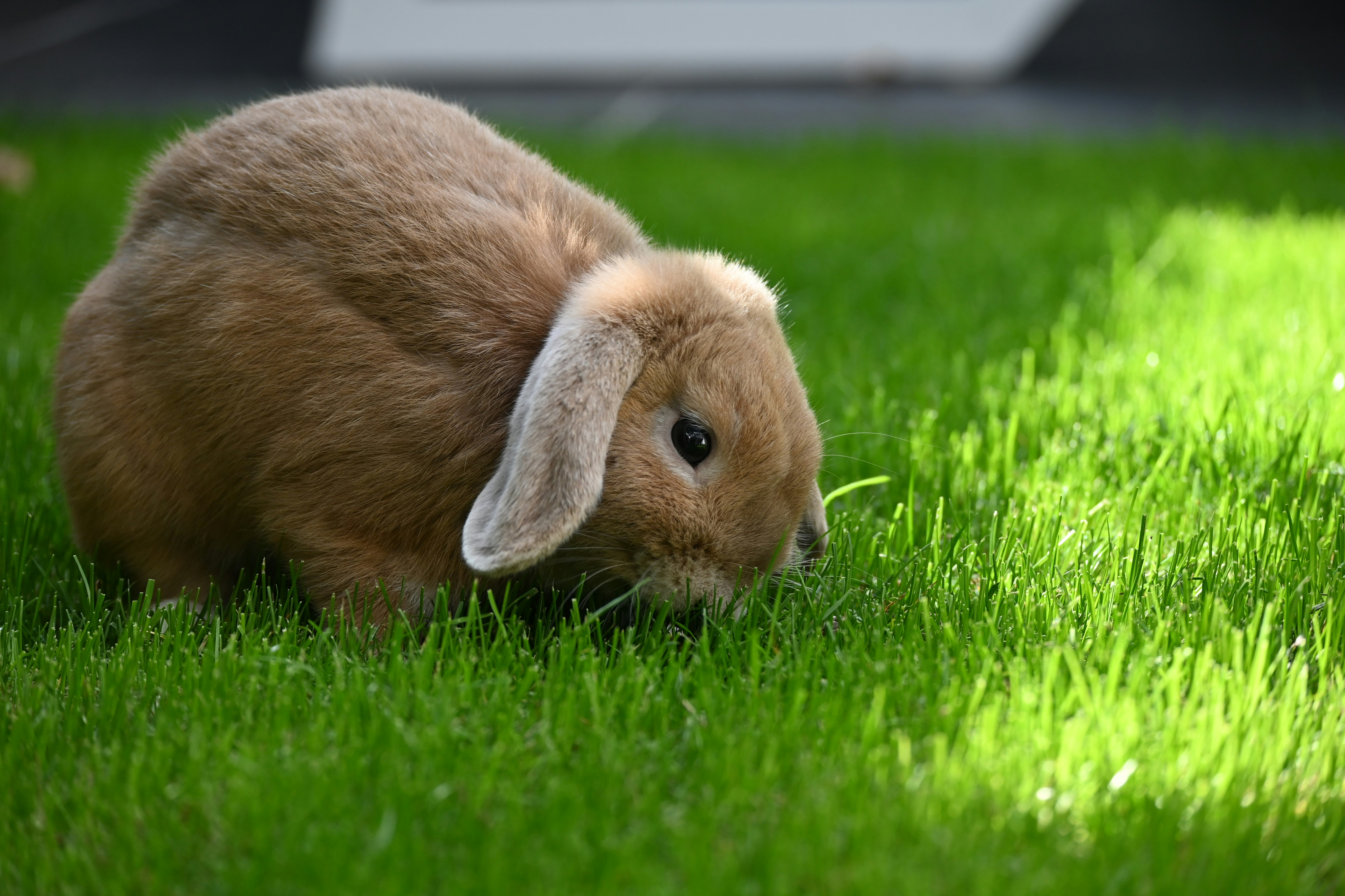 7 Rabbit Care Hay Storage Tips for Freshness and Quality