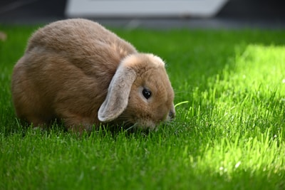 brown rabbit on green grass field during daytime