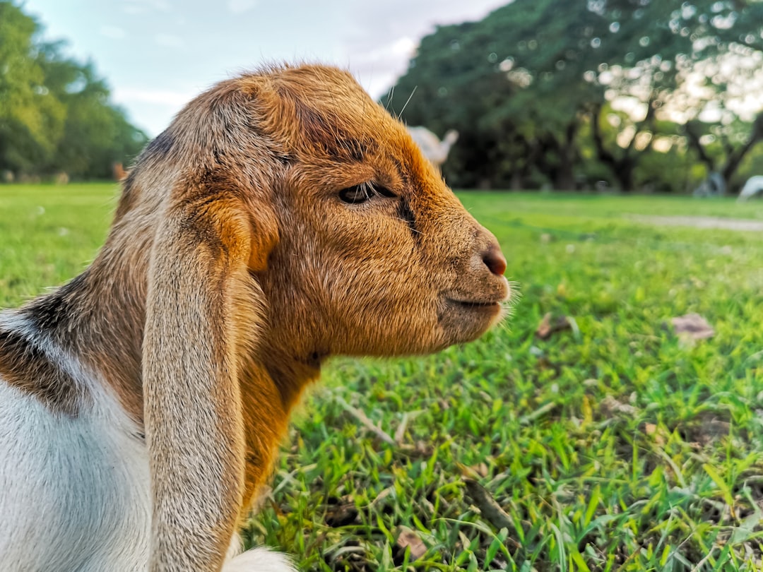 brown and white goat on green grass during daytime