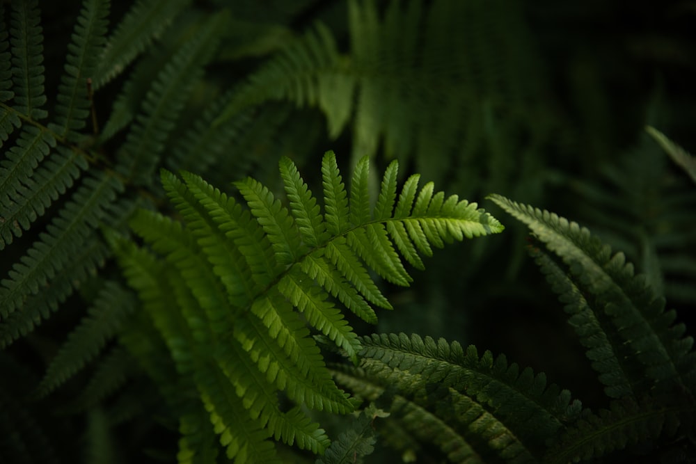 green fern plant in close up photography