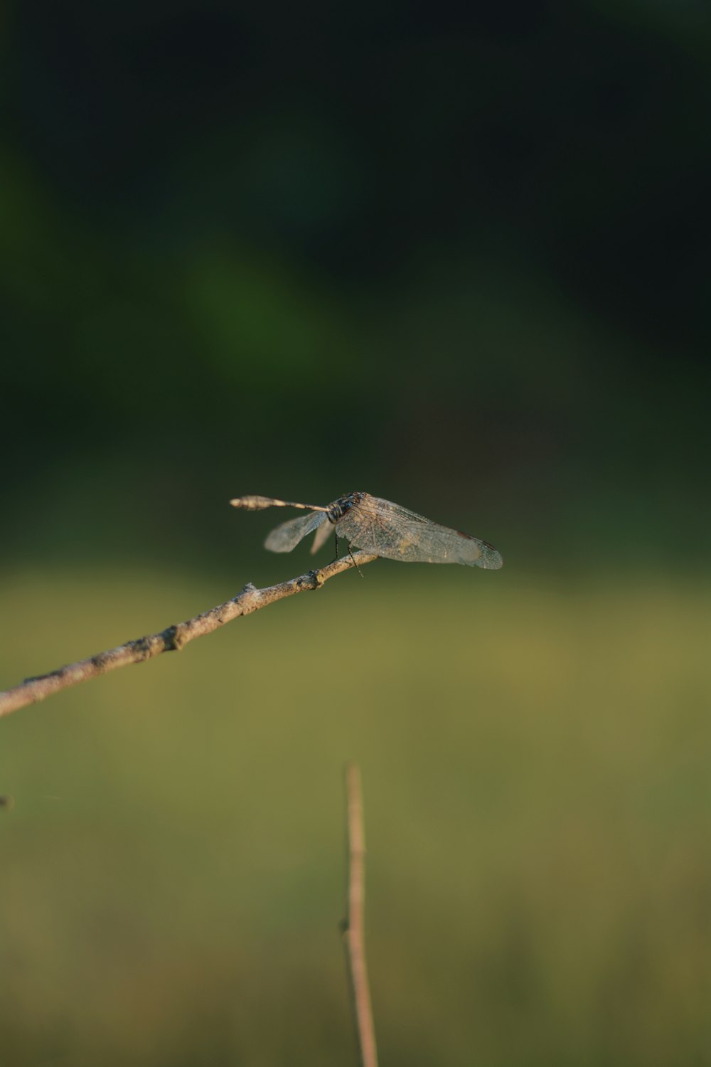 blue and black dragonfly perched on brown stem in tilt shift lens