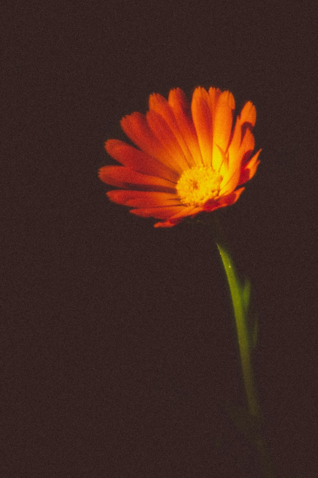 yellow flower in black background