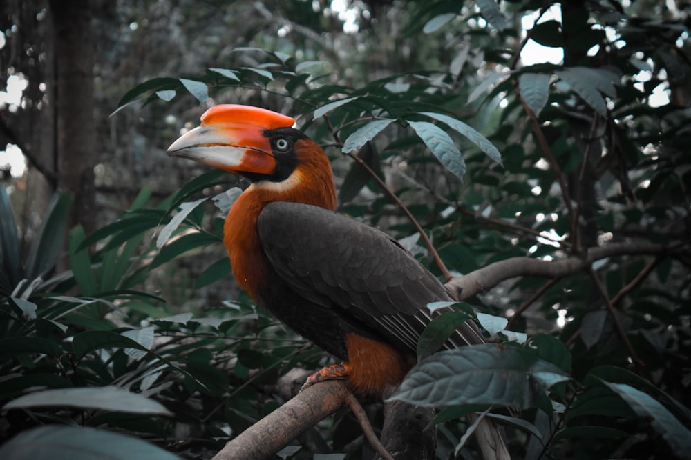 black and orange bird on tree branch during daytime