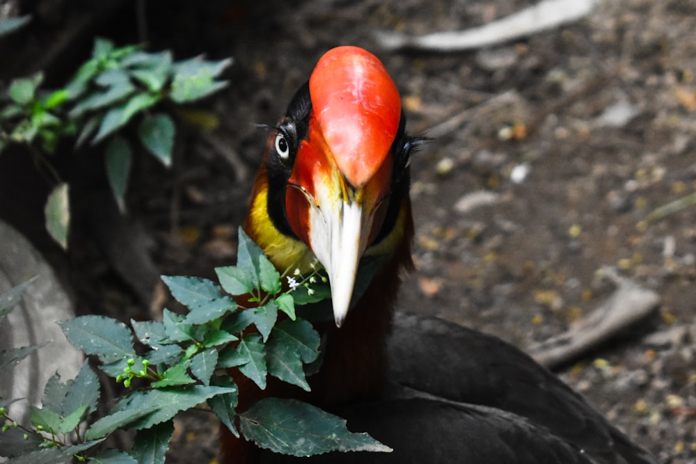 black yellow and red bird on green leaves