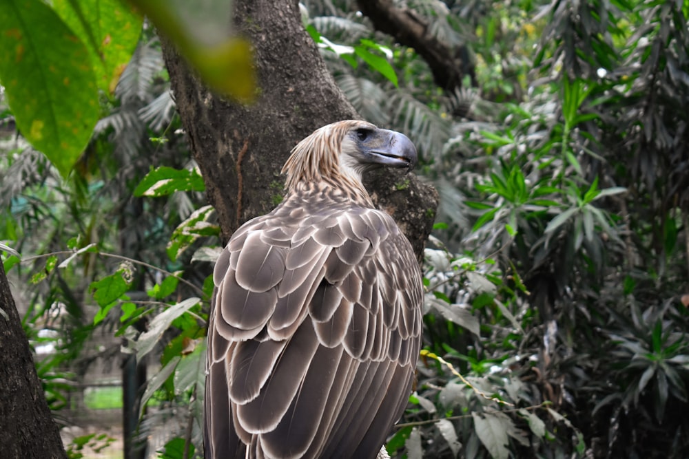 brown and white eagle on tree branch during daytime