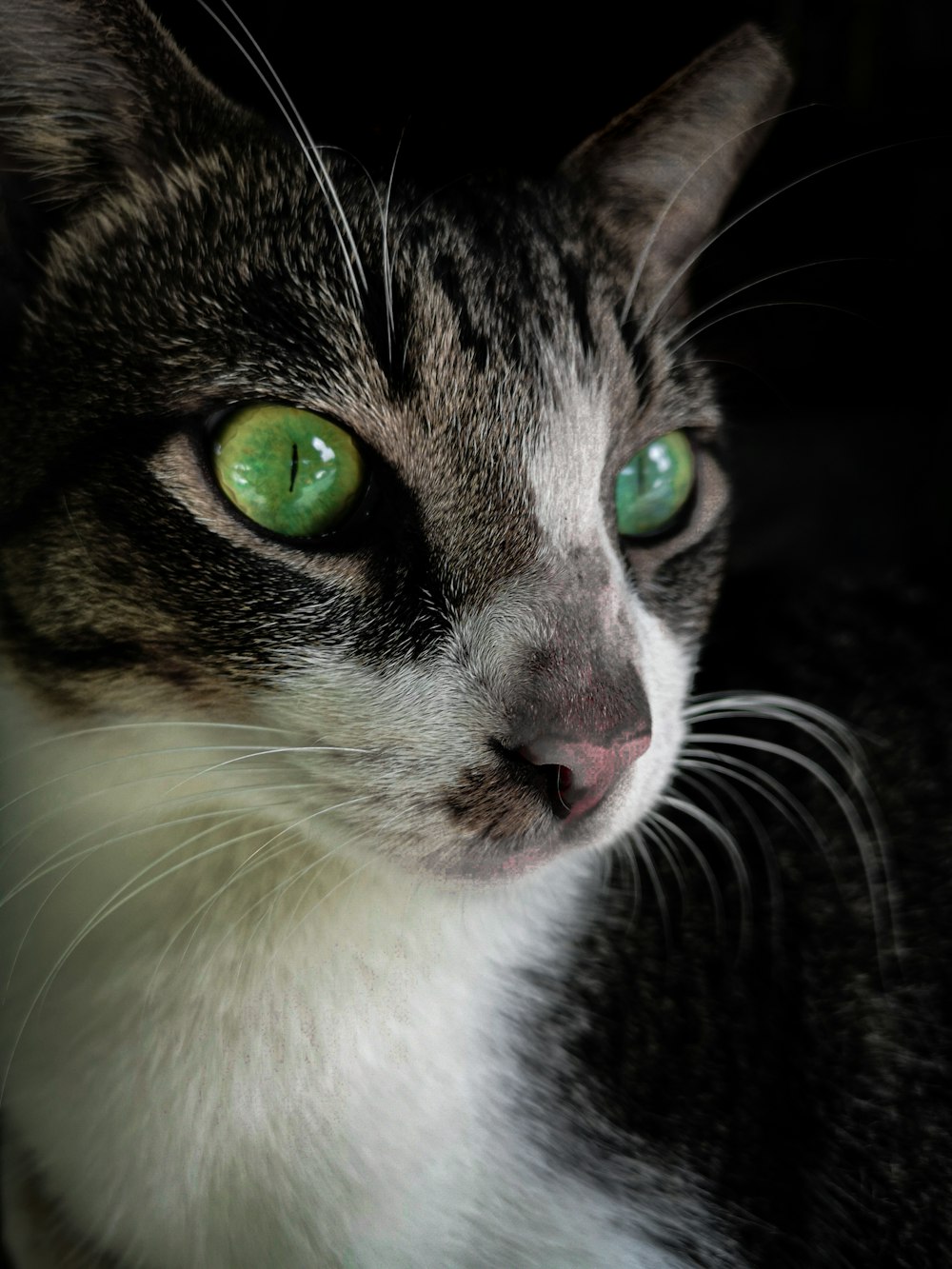 brown and white tabby cat