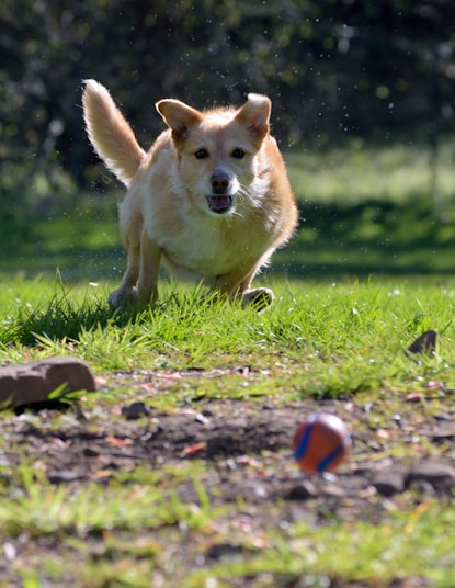 brown and white short coated dog on green grass field during daytime