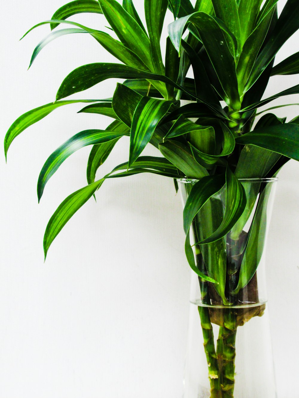 green plant in clear glass vase