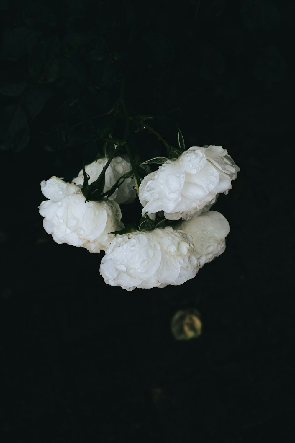 white roses on black textile