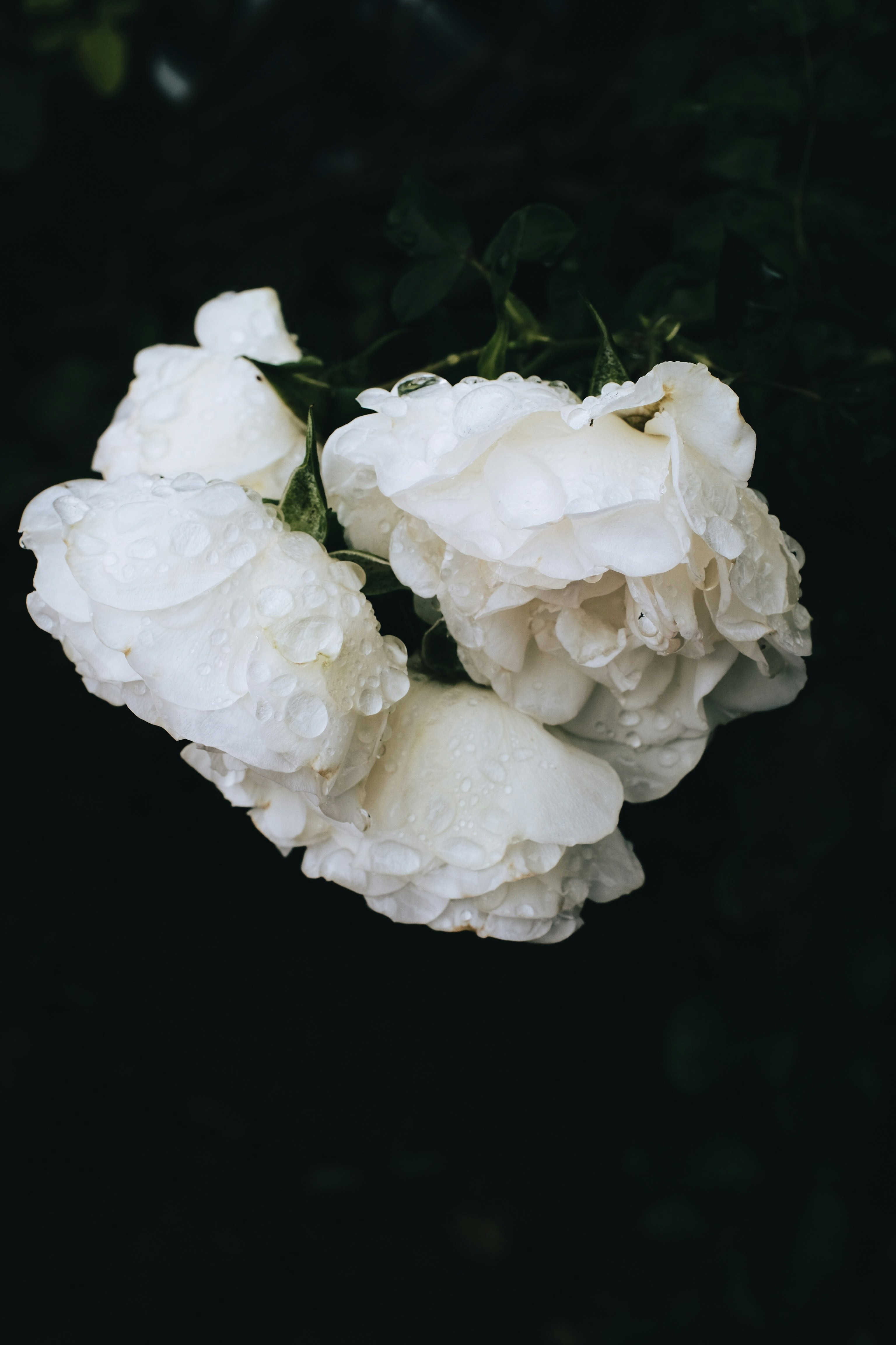 white roses in black background