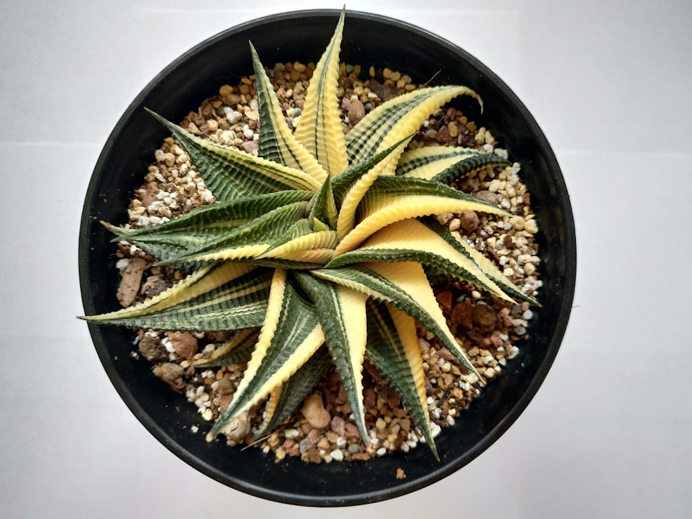 green and brown plant on black round ceramic bowl