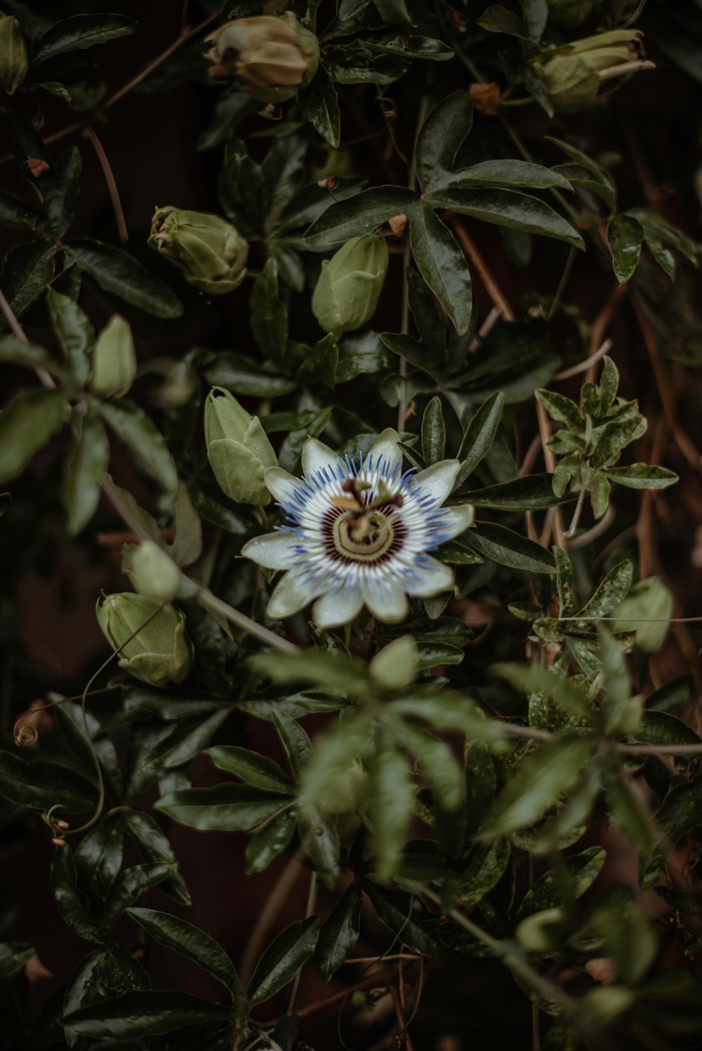 flor azul con hojas verdes