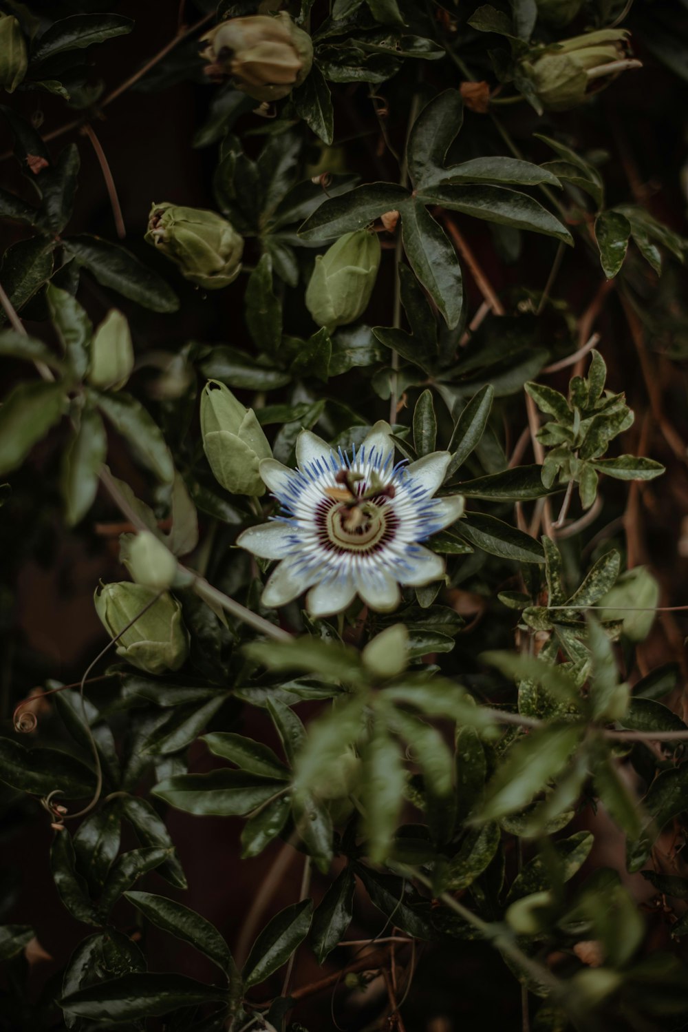 blue flower with green leaves