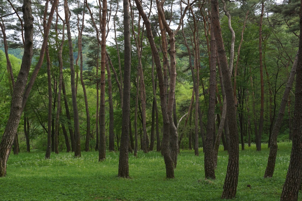 green grass field with trees