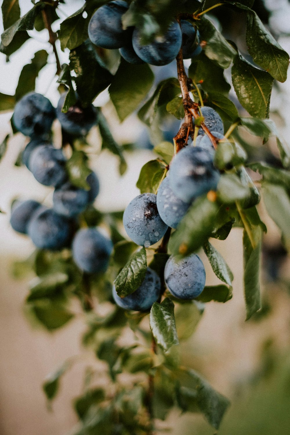 blue berries in tilt shift lens