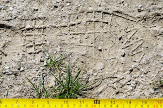 green grass on gray soil