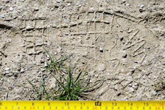 green grass on gray soil